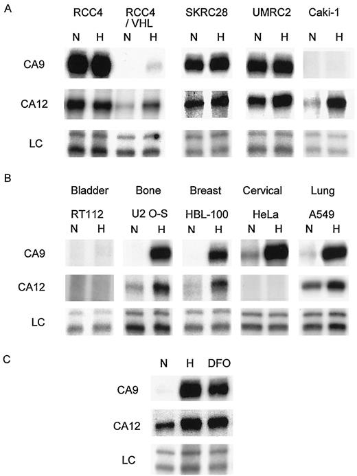 Fig. 1. Induction of CA9 and CA12mRNA by hypoxia. Cells were exposed to either normoxia(N; 20% O2) or hypoxia (H;0.1% O2) for 16 h. CA9 and CA12 mRNA was examined by RPA. A,induction by hypoxia in renal carcinoma-derived cell lines is VHL dependent. RCC4, SKRC28, and UMRC2 are VHL defective. RCC4/VHL is a pVHL stable transfectant of RCC4. Caki-1 is VHL competent. B, induction by hypoxia in nonrenal-derived cell lines from indicated tissue type. C, comparison of induction by hypoxia and DFO (each applied for 16 h) in A549 cells. LC, signal from internal control assay for the constitutively expressed U6 small nuclear RNA.