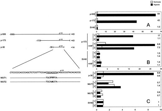 Fig. 2. Functional analysis of human CA95′-flanking sequences in transient expression assays. Left panel, schematic diagram of reporter genes; the indicated CA9 wild-type and mutant sequences were inserted 5′ to a promoterless luciferase reporter gene. Arrow, 5′transcriptional initiation site. Underlined sequence, CA9 putative HRE. Right panels, reporter gene activities in transiently transfected cells. CA9promoter sequences are indicated to the left of each column. SV40, control minimal SV40 promoter. A, activities in normoxic and hypoxic HeLa cells. B and C, activities in wild-type CHO (C4.5) cells (columns 1) and HIF-1α-deficient CHO(Ka13) cells (columns 2). A,hypoxia-inducible activity of the CA9 promoter. B, hypoxia-inducible activity of the CA9promoter is ablated in Ka13 cells. Cotransfection of HIF-1α restores induction by hypoxia in Ka13 cells and augments CA9promoter activity in both wild-type and Ka13 cells. In comparison,minimal effects are seen on the SV40 promoter. C, a minimal CA9 promoter retains HIF-1α-dependent,hypoxia-inducible activity. Two mutations within the putative HRE, MUT1 and MUT2, completely ablate hypoxia-inducible activity, whereas basal transcription is preserved. Columns, mean luciferase activities corrected for transfection efficiency from a typical experiment performed in duplicate. Each duplicate experiment was repeated two to six times. Numbers to the right are the ratios of hypoxic to normoxic expression of the indicated reporter construct. Transfected cells were incubated at 20% O2 for 8 h and then incubated at 20% O2 (normoxia) or 0.1%O2 (hypoxia) for 16 h.