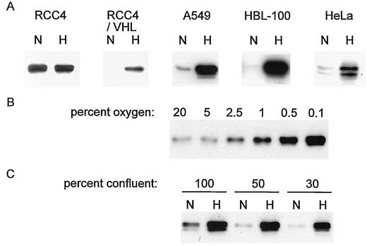 Fig. 3. Regulation of CA IX protein by hypoxia and cell density. Western blots of whole-cell extracts using anti-CA IX monoclonal antibody M75 are shown. A, cells exposed to either normoxia (N; 20% O2) or hypoxia(H; 0.1%O2) for 16 h. Expression is constitutive in the VHL-defective cell line, RCC4, but inducible by hypoxia in RCC4/VHL transfectants and a range of nonrenal cell lines. B, effects of graded hypoxia; A549 cells, 16 h exposure to the indicated oxygen concentration. C,comparison of induction by increasing cell density and hypoxia; A549 cells, 16 h exposure to hypoxia.