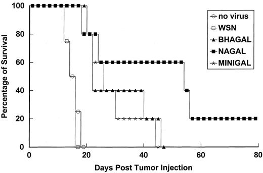 Fig. 1. Transfectant influenza A viruses mediate extended survival of mice with established CT26.CL25 tumor metastases. Groups of four to five mice were inoculated i.v. with 5 × 105CT26.CL25 tumor cells and then vaccinated i.p. 3 days later with 106 pfu of the transfectant influenza A virus shown(BHAGAL, NAGAL, and MINIGAL) or with wild-type control virus (WSN). Untreated animals were also included as controls. Animals were monitored daily for survival.
