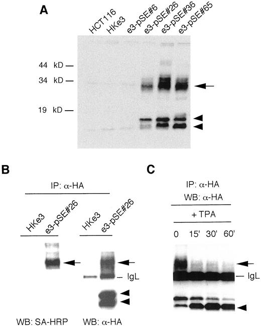 Fig. 2. HKe3-derived stable transfectants expressing epiregulin-HA. A, Western blot with anti-HA antibody. Epiregulin-HA was detected in several modified forms(arrow, arrowheads). B,surface biotinylation. HKe3 cells and e3-pSE#26 cells were surface-biotinylated and then immunoprecipitated with anti-HA antibody. The immunoprecipitated products were detected by SA-HRP(left) and anti-HA antibody (right). Mr 34,000 bands (arrow) were only cell-surface proteins, and the smaller bands(arrowheads) did not exist at the cell surface. C, TPA-induced ectodomain shedding of epiregulin. HKe3 cells were serum-starved for 24 h and then stimulated with TPA (50 ng/ml). Proteins were extracted at the indicated time points and lysed with RIPA buffer. Immunoprecipitation was done with anti-HA antibody and blotted with anti-HA antibody. IP,immunoprecipitation; WB, Western blot; SA, streptavidin; IgL, immunoglobulin light chain.