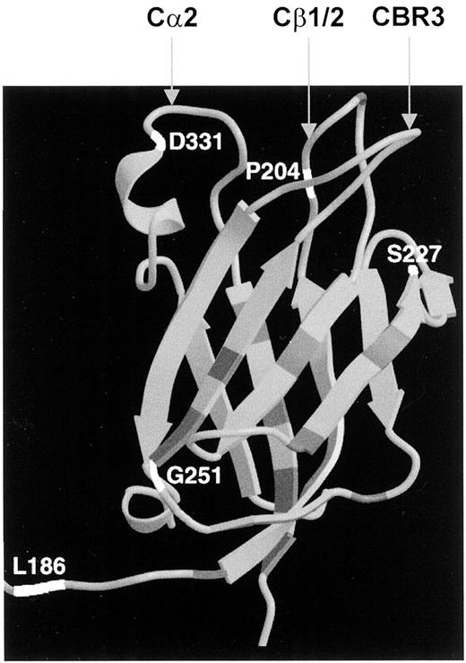 Fig. 1. Three-dimensional structure of PTEN C2 domain showing the localization of tumor-derived missense mutations. The mutations in theβ-strands or in the loops connecting the β-strands of the C2 domain are shown in the darker shade or in white(for those that were engineered in the PTEN cDNA). The loops situated on the same face as the phosphatase active site are indicated with arrows.