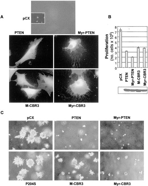 Fig. 2. Functional analysis of PTEN membrane-association. A, wild-type PTEN and the lipid-binding deficient M-CBR3 mutant were targeted to the membrane by the addition of a myristoylation signal (Myr). Immunofluorescence of control pCX vector-transfected U87-MG cells (inset shows DAPI staining of nuclei) or of cells expressing PTEN and the indicated variants showing membrane localization of myristylated proteins. The cells were labeled with anti-PTEN antibody. B, the proliferation of U87-MG cells stably expressing PTEN and membrane-targeted mutants represents the number of retrovirus-infected U87-MG cells growing on plate after completion of the drug selection. For the protein expression, proteins (50 μg) from lysates of stably transfected U87-MG (U87) cells were resolved by SDS-PAGE and analyzed by immunoblotting with anti-PTEN antibody. C, soft agar colony assay showing the anchorage-independent growth ability of PTEN and membrane-targeted mutants. U87-MG cells stably expressing PTEN proteins were seeded in soft agar under drug selection and allowed to form colonies. Photographs of the colonies were taken after 18 days of growth at ×10 magnification.