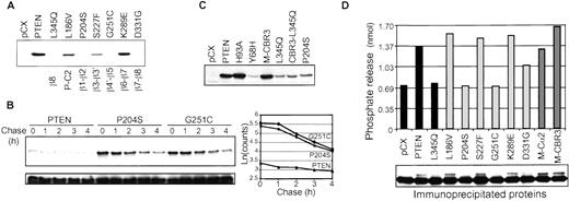Fig. 3. A, expression level of the C2 loop mutants. Proteins (50 μg) from lysates of stably transfected U87-MG (U87)cells expressing PTEN or the indicated mutants (names of mutants are abbreviated by the mutation) were resolved by SDS-PAGE and analyzed by immunoblotting with anti-PTEN antibody. The loop between two β-strands corresponding to each mutation is indicated under the panel. B, pulse-chase assay showing rapid degradation of C2-domain loop mutants. COS-7 cells transiently expressing FLAG-tagged PTEN and mutants were pulse-labeled for 30 min and chased for the time periods indicated. Proteins were immunoprecipitated from the lysates with M2 antibody, and the filter was exposed first (upper panel) and then immunoblotted with the M2 antibody (lower panel) to show protein levels. The phosphorimager densitometric analysis is shown in the graph. C, decreased PTEN stability by mutations affecting the hydrophobic core of the phosphatase or C2 domains. The immunoblotting was performed with anti-Myc antibody. D, phosphatase activity of the PTEN C2 domain mutants. Phosphatase assay using water-soluble PIP3 and proteins immunoprecipitated with the anti-Myc 9E10 antibody from lysates of U87-MG cells expressing Myc-tagged PTEN and mutants. The lower panel shows the amount of the immunoprecipitated proteins that, at the end of the phosphatase reaction, were resolved on SDS-PAGE and analyzed by immunoblotting with anti-Myc antibody. The amount of free phosphate released in the reaction was measured in a colorimetric assay and compared with a standard curve. This experiment was repeated at least three times with similar results.