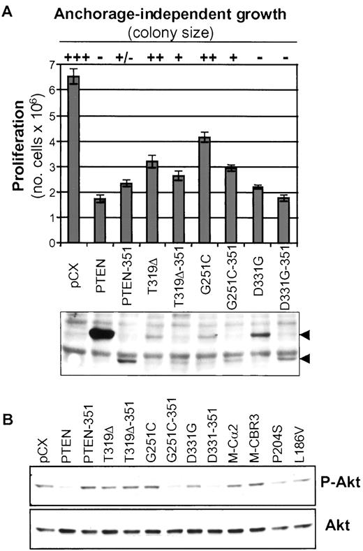Fig. 6. A, tumor growth and expression levels for C2 domain point mutants with or without the deletion of the COOH-terminal PEST sequences. The lysates were processed identically as in Fig. 3<$REFLINK>, and immunoblotting was done with anti-Mycantibody recognizing Myc-tagged PTEN and mutants. Arrowheads indicate the position of full-length and truncated variants of PTEN. These experiments were repeated at least three times with similar results. B, Akt/PKB phosphorylation in U87-MG cells stably expressing PTEN and the indicated mutants. Proteins (50 μg) from total lysates were analyzed by immunoblotting with anti-PKB/Akt antibodies recognizing total levels of PKB/Akt or only the phosphorylated form (P-Akt).