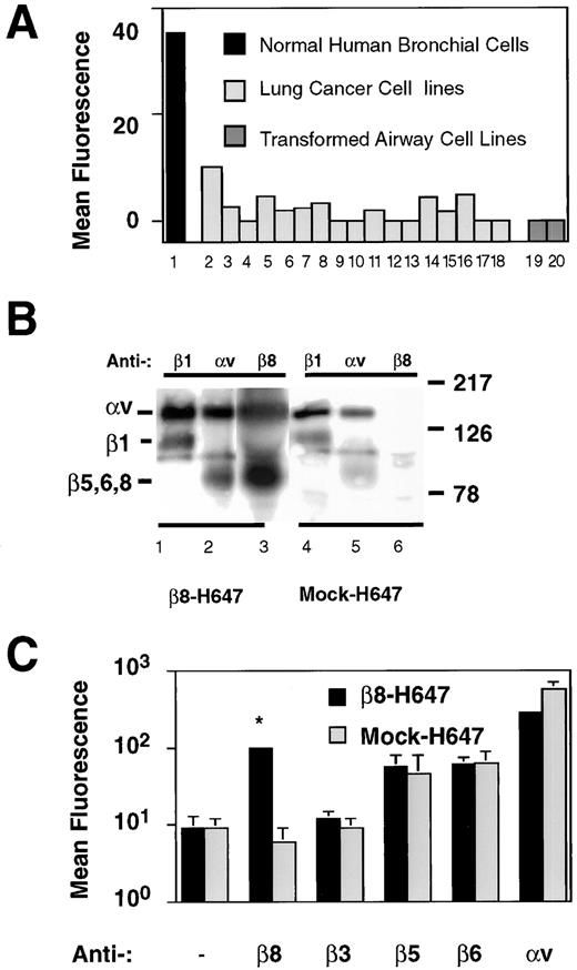 Fig. 2. The integrin αvβ8 is expressed in primary cultures of NHBE cells but is absent from transformed and malignant airway epithelial cell lines. A, αvβ8 is expressed in primary cultured NHBE cells but not in 17 lung carcinoma cell lines or two transformed airway epithelial cell lines. Using flow cytometry,β8 expression was assessed using the monoclonal anti-β8 antibody SN1. Data are expressed as the difference in arbitrary mean fluorescence units between cells stained with SN1 and no primary antibody. Shown is a representative experiment. Columns:1, NHBE; 2, H23; 3, H226; 4, H358; 5, H596; 6, H 647; 7, H676; 8, H727; 9,H838; 10, H996; 11, H1264; 12, H1299; 13, H1650; 14,H1710; 15, H1734; 16, H1792; 17, A547; 18, UCLA-P3; 19,16HBEo-; and 20, 1HAEo-. B, β8 is expressed on the cell surface of β8-transduced H647 cells without changing the surface expression of other αvβ heterodimers. Immunoprecipitation of surface biotinylated cell lysates with anti-β8 revealed two bands migrating (nonreduced) at Mr 150,000 and Mr90,000 consistent with the electrophoretic migration of the αv and β8 subunits (Ref. 24; Lane 3), not seen in mock-infected H647 cells (Lane 6). αv (L230)immunoprecipitates (Lanes 2 and 5)revealed no evidence of the β1 subunit as shown by β1 immunoprecipitates (Lanes 1 and 4). Thus,H647 cells do not express the αvβ1 heterodimer. Left, expected migration of the indicated integrin subunits; right, migration of prestained molecular weight markers. Lanes 1–3, β8-expressing H647 cells; Lanes 4–6, mock-infected H647 cells. C,when the H647 cells were transduced with β8, the αvβ8 heterodimer was efficiently expressed on the cell surface (∗) without significantly affecting the cell surface levels of the other αv integrins present, αvβ5 and αvβ6. Note that no antibody specific for the αvβ1 heterodimer exists. Bars,SD.