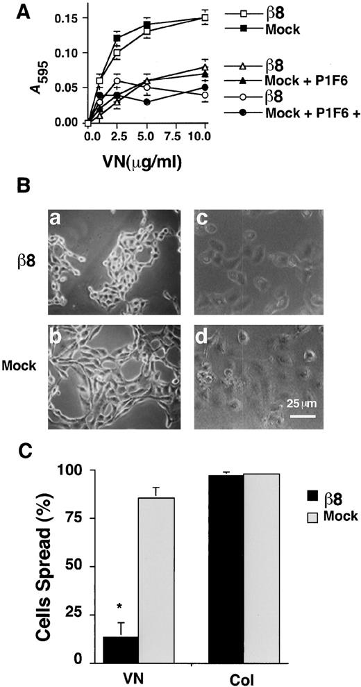 Fig. 3. The integrin αvβ8 does not change the ability of H647 adenosquamous lung carcinoma cells to adhere to VN. A,adhesion assays (n = 12) to VN were performed using β8-expressing (β8) or mock-infected (Mock) H647 cells in the presence of anti-β5 (P1F6; 10 μg/ml) or both anti-β5 and anti-β6 (10D5; 100 μg/ml) antibodies. Note that heterologous expression of αvβ8 does not interfere with the adhesive functions,the other VN receptors present in H647 cells, αvβ5(72) and αvβ6 (73). Bars,SD. B, β8 expression induces cell rounding on VN but not on Col I. β8-expressing cells were more rounded on VN(a) than the mock-infected H647 cells(b). There was no effect on morphology whenβ8-expressing or mock-infected cells were plated on Col I, an irrelevant β8 ligand (c and d). C, the β8-expressing cells on VN were significantly less spread than the β8 cells on Col I or the mock-infected cells on either ligand. Cells were defined as spread if lamellipodia were present and if the cell borders showed no phase enhancement(n = 3; ∗, P < 0.01). Bars, SD.