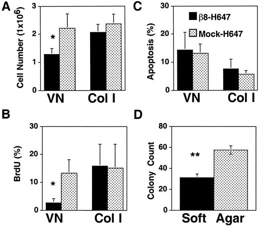 Fig. 5. Ligation of αvβ8 in H647 cells inhibits cell proliferation independently of apoptosis. A,nonsynchronized β8-expressing cells grown on VN for 72 h showed a significant reduction in cell number when compared with the mock-infected cells plated on VN or mock or β8-infected cells plated on Col I (n = 4; ∗, P < 0.01). B,nonsynchronized H647 lung carcinoma cells expressing β8, when grown on VN for 24 h, exhibited a significant decrease in BrdUrd incorporation when compared with the mock-infected cells plated on VN(n = 6) or mock- or β8-infected cells plated on Col I (n = 3; ∗, P < 0.05). C, no significant differences in percentage of apoptotic cells were seen between β8-expressing and mock-infected H647 cells grown on VN or Col I for 24 h. Shown is pooled data (n = 3) representing the percentage of Annexin V-positive/propidium iodide-negative, β8-expressing, and mock-infected H647 cells. D, β8 expression in H647 cells inhibited cell growth in soft agar with β8 expression inhibiting colony-forming ability 53% compared with the mock-infected cells (n = 24; ∗∗, P < 0.0001). Bars: A–C, SD; D, SE.