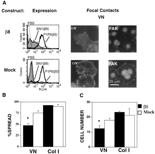 Fig. 7. Ligation of αvβ8 inhibits cell spreading, focal contact formation, and cell proliferation in SW480 colonic carcinoma cells. SW480 cells were transduced with β8, sorted for the highest expressing cells and used for focal contact localization, cell spreading, and cell proliferation assays. A: Expression,histograms of cells stained with anti-αv (L230), anti-β5 (P1F6) or no primary (PBS); Focal Contacts: on VN as determined by anti-αv (L230) and anti-FAK. Because SW480 only express one VN receptor, αvβ5 (33), αv focal contact localization is an estimate of αvβ5. β8 staining was diffuse and was not found in focal contacts as determined by staining with the anti-β8 monoclonal antibody SN1. Shown is a representative experiment(n = 3). B: %Spread, spread test cells/all cells on VN (bars,SE; n = 3; P < 0.01). C: Growth, cell number (×104) after 72 h on VN (bars, SE; n = 20; ∗, P < 0.001).