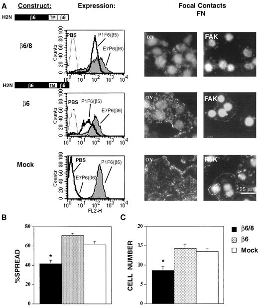 Fig. 8. Inhibition of focal contact formation, cell spreading,and cell proliferation is mediated by the β8 cytoplasmic domain. SW480 cells were transduced with the β6 and β6/8 chimeras and sorted for equal levels of surface expression of the β6 extracellular domain. Mock-infected cells were sorted in parallel. A:Expression, histograms of cells stained with anti-β6 (E7P6)or anti-β5 (P1F6). Shown is a representative experiment(n = 4). Note that a slight decrease in the surface levels of αvβ5 was seen in the β6-infected cells relative to the β6/8- and mock-infected cells. This slight decrease did not significantly impact the ability of the β6 transfectants to interact with the αvβ6 ligand, FN. Focal Contacts,as determined by anti-αv and anti-FAK staining on fixed and permeabilized β6-, β6/8- and mock-infected SW480 cells plated on the αvβ6 ligand, FN. Shown is a representative experiment(n = 3). B: %Spread, the percentage of spread test cells/percentage of all cells on FN(bars, SE; n = 3; P < 0.05). C, for growth,cell number (× 104) after 72 h on FN compared with mock-infected control (bars, SE; n = 6; ∗, P < 0.01).