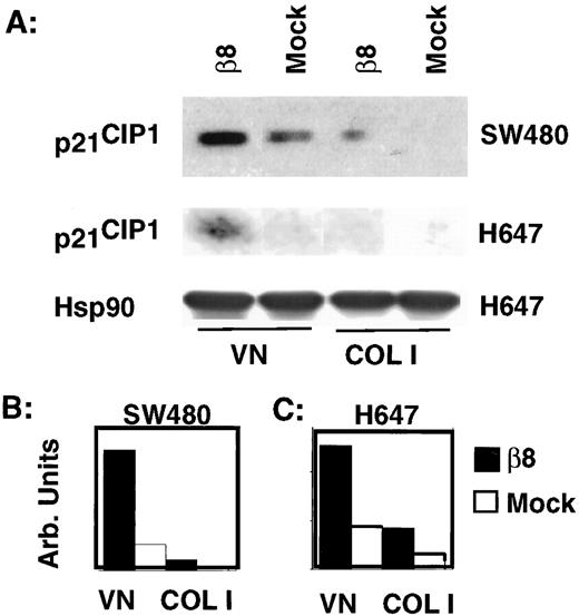 Fig. 9. αvβ8 ligation is associated with increased expression of p21Cip1. A, SW480 or H647 cells eitherβ8- or mock-infected were plated on either VN or Col I. After 24 h, the cells were lysed, and 40 μg of total protein were analyzed for p21Cip1 expression by Western blotting. Shown is a representative experiment (n = 3)demonstrating that p21Cip1 expression is increased inβ8-expressing SW480 and H647 cells plated on VN relative to Col I. Equal protein loading was confirmed by immunoblotting with an antibody against heat shock protein 90α subunit. B,densitometric analysis of Western blot (NIH Image) in arbitrary units.