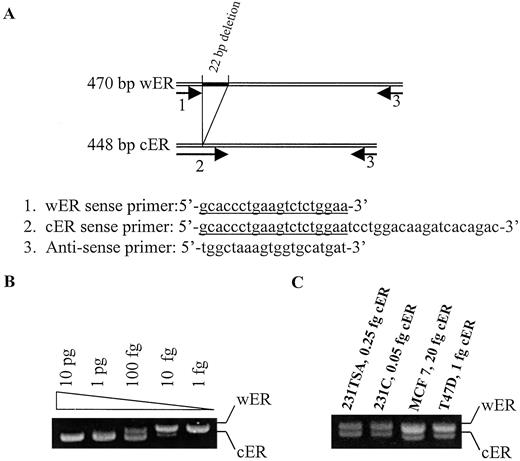 Fig. 2. Quantitative competitive PCR analysis of ER expression in breast cancer cells. A, primer design. As shown above,the competitive sense primer 2 is a 40-bp oligonucleotide that harbors a 22-bp deletion in the middle of the primer. Its sequence at the 5′ end is the same as the wild-type sense primer 1. Thus, primers 2 and 3 amplify cER, but wild-type primer pairs 1 and 3 amplify both wER and cER. Arrow bars, locations of sense and antisense primers. wER, wild-type ER; cER, competitive ER. B, validation of the competitive PCR. wER and cER from MCF-7 cells were amplified with the wild-type primers using different dilutions of competitive template DNA. The cER PCR product decreases and the wER PCR product increases when decreasing known amounts of cER and a constant but unknown amount of wER cDNA is used for PCR (see“Materials and Methods”). The amount of wER can be ascertained from the titration curve at the point where an equal amount of cER and wER is, in this example, between 100 and 10 fg. C, using this quantitative assay, TSA treatment (100 ng/ml for 48 h) of MDA-MB-231 cells induced a 5-fold increase in ER transcript. Equivalence of wER/cER signal was seen at 0.25 fg cER for TSA-treated cells and 0.05 fg cER for control cells (signal ratio of wER:cER = 1 in both TSA-treated and control cells; see“Materials and Methods”), thus demonstrating a 5-fold induction. Using the same calculations (signal ratio of wER:cER multiplied by amount of cER), the TSA-induced transcript reached about 1 and 10% of that found in ER-positive MCF-7 and T-47D cells, respectively. A representative example of four experiments that gave similar results is shown.