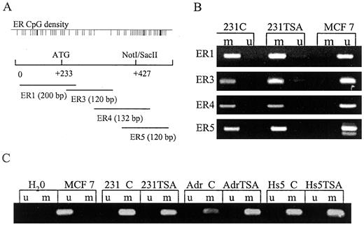 Fig. 3. MSP analysis for the ER CpG island in TSA-treated ER-negative breast cancer cells. A, map of ER CpG island and location of ER MSP primers. B, MSP analysis of ER gene CpG island in TSA-treated MDA-MB-231 cells. Both control (231) and TSA-treated (231 TSA) MDA-MB-231 cells showed evidence of ER CpG methylation across primer sets examined. DNA from the ER-positive MCF-7 cell line was used as an unmethylated control. C, MSP analysis of ER gene CpG island by using primer set ER 5 in a panel of ER-negative breast cancer cells. Both vehicle- and TSA-treated cell pairs (MDA-MB-231 C and TSA; Hs578t C and TSA; and MCF-7/AdrR C and TSA) showed methylated pattern, whereas ER-positive MCF-7 showed unmethylated pattern (MCF 7). Distilled water instead of bisulfite-treated genomic DNA was used as MSP-negative control (H2O). m,methylated products; u, unmethylated products.