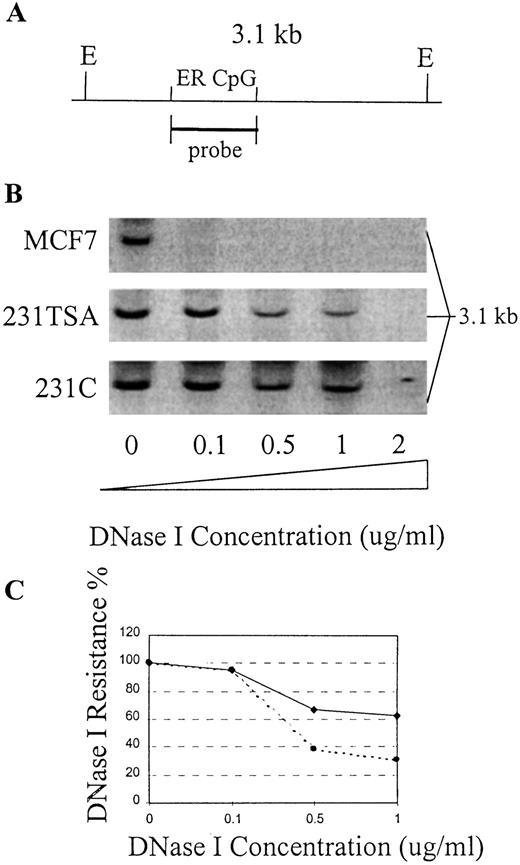 Fig. 4. Chromatin conformation at ER gene locus in breast cancer cells analyzed by DNase I sensitivity assay. A, map of the ER promoter region flanked by EcoRI (E), showing the location of the ER CpG island in the region and probe position. B, DNase I digestion profiles with the indicated concentrations of DNase I in TSA-treated (100 ng/ml for 48 h(231TSA) and vehicle-treated (231C)MDA-MB-231 cells are shown. A highly DNase I sensitive region was found in MCF-7 cells (MCF7). Presented is one of three experiments that showed similar results. C, quantitative analysis of DNase I sensitivity at 48 h after TSA treatment in MDA-MB-231 cells. The concentration of DNase I was plotted against the percentage of DNase I resistance. Densitometric analysis demonstrated a 1.8-fold increased sensitivity in TSA-treated (•, 231 TSA, cumulative DNase I sensitivity of 135) versus vehicle-treated (♦,231C, cumulative DNase I sensitivity of 75) MDA-MB-231 cells (see“Materials and Methods”).