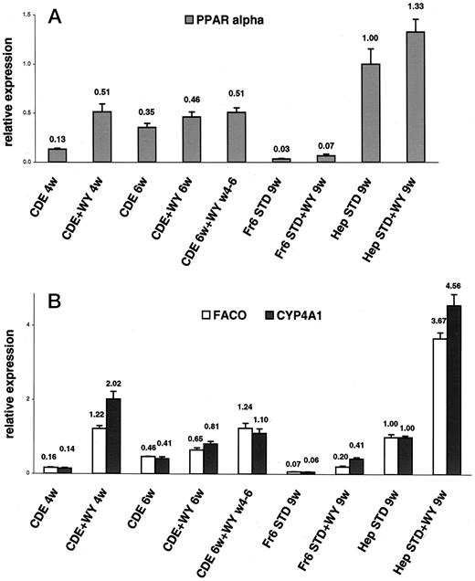 Fig. 2. Expression of PPARα and PPARα-regulated genes (FACO and CYP4A1)in the isolated cells. Real time quantitative PCR was performed as described in “Materials and Methods.” For each sample, calculations were normalized to the relative amount of RNA, as determined by TaqMan assay for 18S rRNA. Expression of PPARα(A), FACO and CYP4A1(B) is shown as the ratio of copy number relative to hepatocytes isolated from control rats (Hep STD 9w). Values are means from samples run in quadruplicate; bars, SD. Results are representative of three independent experiments.
