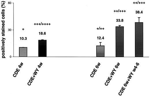 Fig. 3. Expression of CYP4A1 in oval cells determined by immunocytochemistry. Immunocytochemistry for CYP4A1 was performed on cytospin preparations as described in “Materials and Methods” using anti-CYP4A1 antiserum. Cell designation in the legend is as indicated in Table 2<$REFLINK>. Slides from all groups were processed simultaneously, and reaction with substrate was stopped at the same time. A total of 1000 cells were scored on random fields. Values are means obtained from at least two independent scorings; bars, SD. Intensity of staining was estimated by repeated eye examination: +, low; ++,moderate; +++, strong; and ++++, very strong.