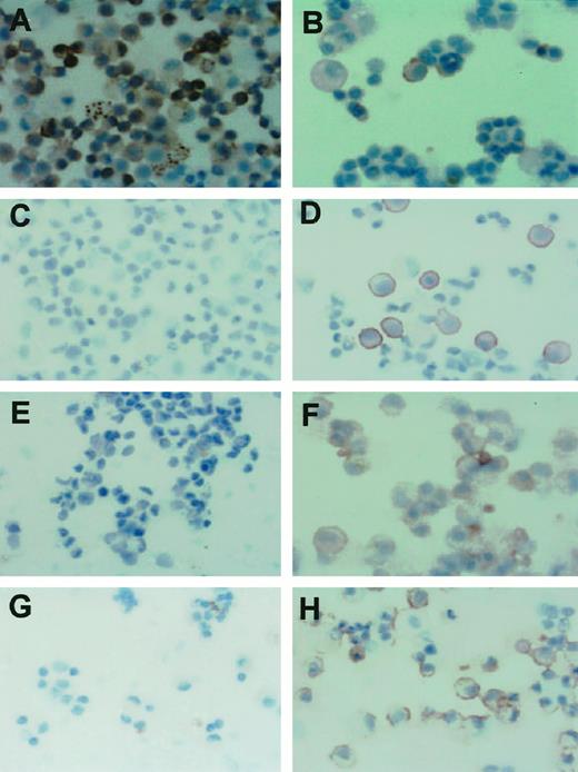 Fig. 4. Immunocytochemistry on cytospin preparations(×40). Staining with the various antibodies was performed as described in “Materials and Methods.” Immunoreactivity to OV-6: A, in oval cells isolated from rats fed the CDE diet for 6 weeks (CDE 6w); and B, in oval cells isolated from rats fed the CDE diet for 6 weeks and treated with WY14,643 from weeks 4 to 6 (CDE 6w+WY w4–6). Expression of αGST: C, in oval cells isolated from rats fed the CDE diet for 4 weeks (CDE 4w);and D, in oval cells isolated from rats fed the CDE diet for 4 weeks with a continuous treatment with WY14,643 (CDE+WY 4w). Expression of albumin: E, in cells isolated in fraction 6 from rats fed the standard diet for 9 weeks (Fr6 STD 9w); and F, in cells isolated in fraction 6 (Fr6) from rats fed the standard diet and treated with WY14,643 for 9 weeks (Fr6 STD+WY 9w). Expression of AFP: G, in Fr6 STD 9w cells; and H, in Fr6 STD+WY 9w cells.