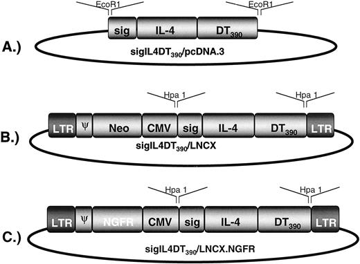 Fig. 1. Constructs encoding the IL-4/DT390 fusion toxin gene fragment used in these studies. A,sigIL4DT390/pcDNA.3 encodes 1.7-kb NdeI/XhoI gene fragment consisting of the IL-4 leader sequence (aa 1–19) followed by the murine IL-4 gene (aa 20–140), a flexible EASGGPE linker, and a downstream fragment encoding DT390 (the first 389 aa of DT devoid of the native binding region). The SOE gene product was ligated into pcDNA.3, a eukaryotic expression vector designed for constitutive transcription from mammalian enhancer-promoter sequences, and was then transfected into NIH.3T3 cells. B, sigIL4DT390/LNCX encodes sigIL4DT390 described in A, cloned into the retroviral vector LNCX and then transfected into the PA317 packaging line to generate viral supernatant. C,sigIL4DT390/LNCX.NGFR is identical to sigIL4DT390/LNCX except neo was replaced with the gene encoding human NGFR to provide a selectable marker for assessing transduction levels and isolating stable transductants.