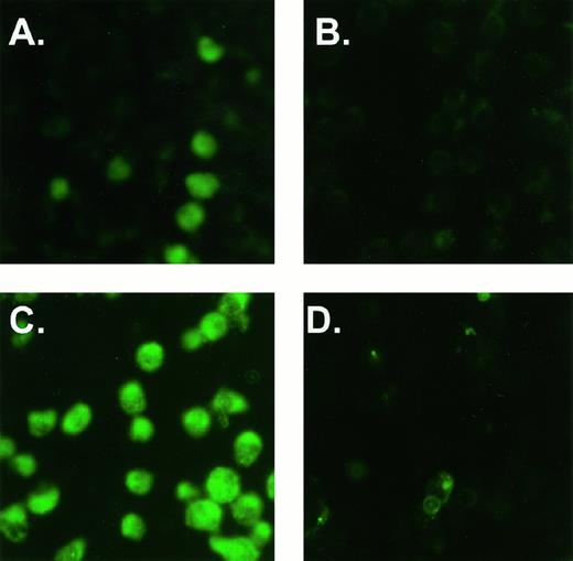 Fig. 6. Intracellular staining for DT expression in T15 cells by indirect immunofluorescence. To determine whether T15 T cells could be induced to express IL-4 IT, T15 T cells were transduced with virus containing IL-4 IT target gene and then cultured for 24–30 h on coverslips. Fixed cells were then intracellularly stained for the presence of DT and IL-4 and then photographed. A, cells transduced with virus from sigIL4DT390/LNCX and stained for IL-4 expression; B, nontransduced cells stained for IL-4 expression; C, cells transduced with sigIL4DT390/LNCX and stained for DT expression; D, nontransduced T15 stained for DT expression.