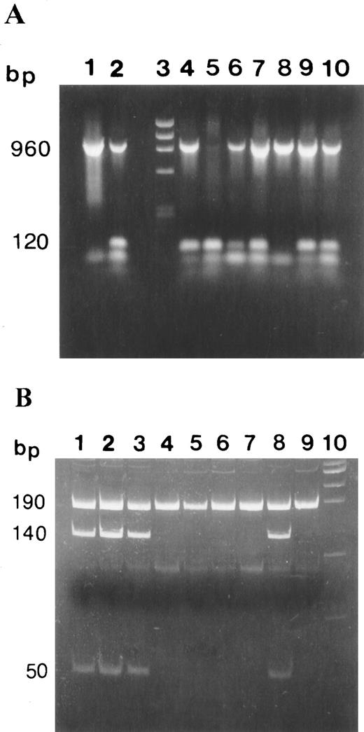 Fig. 1. Genotyping of p53 null and transgenic mice. A, genotyping of (TSG-p53 ×A/J)F1 mice by PCR. Genotype(wt/wt) is the 960-bp band; genotype(null/null) is the 120-bp band; genotype(wt/null)has two bands: a 960-bp and a 120-bp band. Lanes 1 and 8, wt; Lanes 5, null; Lanes 2, 4, 6–7, and 9–10, heterozygous. B, genotyping of [A/J × 135Valp53(wt/mut)]F1 mice by PCR. Genotype(wt/wt), 190-bp HphI-digested PCR products from a [A/J × 135Valp53(wt/mut)]F1 homozygous without Val135mutation of p53 gene [p53(wt/wt)]. Genotype(wt/mut),190-, 150-, and 40-bp HphI-digested PCR products from a[A/J × 135Valp53(wt/mut)]F1 heterozygous mouse with Val135 mutation of the p53 gene[p53(wt/mut)]. Lanes 4–7 and 9 are products from wt p53(wt/wt) mice. Lanes 1–3 and 8 are products from 135Val p53(wt/mut) mice.