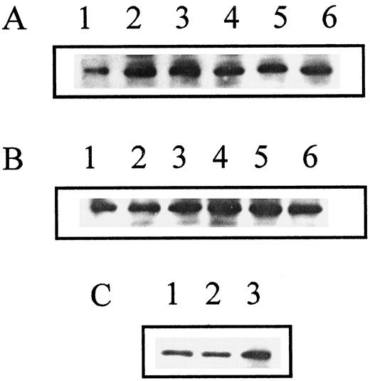Fig. 3. Western-blot analysis of PKC-α (A and C) and lamin B (B) in isolated nuclei prepared from Swiss 3T3 cells. Protein from 1 × 106 nuclei was separated by 8% SDS-PAGE and transferred to nitrocellulose paper, which was then probed with a polyclonal antibody to PKC-α. Subsequently, the nitrocellulose sheet was stripped and reprobed with a monoclonal antibody to lamin B. A and B: Lane 1, quiescent cells; Lane 2, 30-min IGF-I stimulation; Lane 3, 60-min IGF-I stimulation; Lane 4, 90-min IGF-I stimulation; Lane 5, 120-min IGF-I stimulation; Lane 6, 180-min IGF-I stimulation. In C,nuclei were isolated from cells stimulated with IGF-I for 30 min in the presence of two DAG kinase inhibitors. Lane 1, control(IGF-I only); Lane 2, IGF-I plus R59022; Lane 3, IGF-I plus R59949.