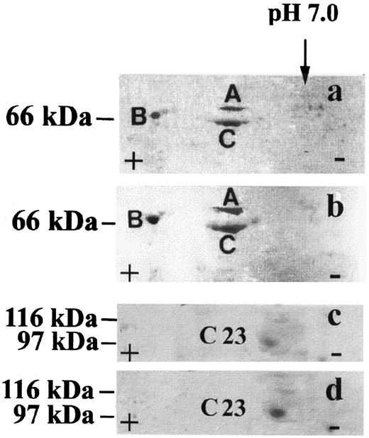 Fig. 4. Identification of nuclear PKC-α-binding proteins. Nuclear protein obtained from cells stimulated for 120 min with IGF-I was separated by two-dimensional gel electrophoresis and blotted to nitrocellulose sheets. The sheets were then incubated in an appropriate reaction buffer containing 10 μg/ml recombinant PKC-α. Duplicate sheets were reacted with either a polyclonal antibody to PKC-α(a and c), a monoclonal antibody (J16) to lamins A, B, and C (b), or a monoclonal antibody (MS3)to protein C23/nucleolin (d). The migration in the first dimension was from left (acidic) to right (basic). The position of pH 7.0 is indicated. The pH gradient in the first dimension gels was calibrated using carbamylated glyceraldehyde-3-phosphate dehydrogenase standards, as reported in Ref. 28. In the second dimension, a 9% polyacrylamide gel was used. The position of molecular weight markers is indicated at the left. A, B, and C represent the position of lamins A, B, and C.