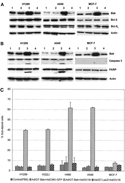 Fig. 1. Adenoviral-mediated overexpression of Bak induces cell death. A, Western blot analysis of the expression of Bak and the following antiapoptotic Bcl-2 family members: Bcl-2 and Bcl-XL in cell lysates 24 h after treatment with PBS(Lanes 1); Ad/GT-Bak + Ad/GFP (Lanes 2); Ad/GT-Bak + Ad/GV16 (Lanes 3); and Ad/GT-LacZ + Ad/GV16 (Lanes 4). The expression level of actin was used as a control. B, Western blot analysis of the expression of Bak, PARP, and caspase 3 proteins in cell lysates 24 h after treatment with PBS (Lanes 1),Ad/GT-Bak + Ad/GFP (Lanes 2), Ad/GT-Bak + Ad/GV16 (Lanes 3), and Ad/GT-LacZ + Ad/GV16 (Lanes 4). The expression level of actin was used as a control. C, percentage of subdiploid cells in H1299 (null p53), H322J (mutant p53), H460 (wild-type p53), A549(wild-type p53), and MCF-7 (wild-type p53) cells after treatment with PBS, Ad/GT-Bak + Ad/GFP, Ad/GT-Bak + Ad/GV16, and Ad/GT-LacZ + Ad/GV16. The cells were analyzed by flow cytometry 24 h after transfection. Triplicate experiments were performed for each cell line, and data represent the means ± SD.
