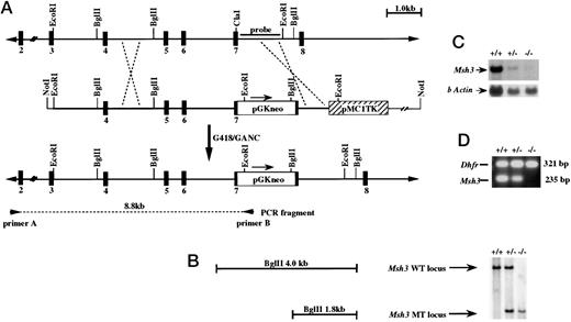 Fig. 1. Strategy for producing Msh3 mutant mice. A, gene targeting strategy. B, Southern blot of tail DNA digested with BglII. DNA analysis of Msh3+/+, Msh3+/−, and Msh3−/− mice. WT, wild-type; MT, mutant-type. C, Northern blot of mRNA from Msh3+/+, Msh3+/−, and Msh3−/− mouse liver. D, RT-PCR analysis of mRNA from Msh3+/+, Msh3+/−, and Msh3−/− mouse liver.