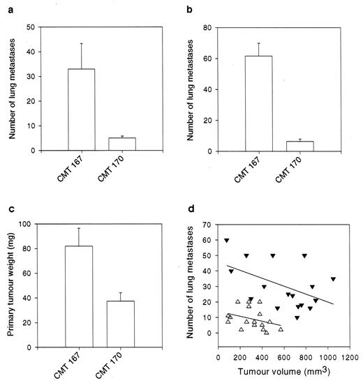 Fig. 1. CMT167 and CMT170 sublines differ in their metastatis and growth behavior in vivo. a, number of lung metastases produced after i.v. injection of 1 × 104 cells of the indicated cell type into two separate sets of mice (each set contained 15 mice). b, number of lung metastases produced after s.c. injection of 1 × 105 of the indicated cells into two separate sets of mice(each set contained 17 mice). The results represent the mean ± SE for three independent experiments. The difference in metastatic behavior in both is highly significant(P = 0.0001, Mann-Whitney rank-sum test). c, as in b, the weight of primary tumors formed after s.c. injection was significantly larger in CMT167 cells than in CMT170 cells (P = 0.03,Mann-Whitney rank-sum test). d, correlation between the number of lung metastases and tumor volume in 17 mice injected s.c. with CMT167 cells (▵) and 17 other mice injected s.c. with CMT170 cells (▾). The regression lines show no significant correlation between tumor volume and the number of metastases for either CMT167 or CMT170 cells.