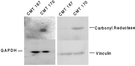Fig. 2. Carbonyl reductase mRNA and protein expression levels in CMT167 and CMT170 sublines. Left, Northern blot. Right, SDS-PAGE autoradiograph. Glyceraldehyde-3-phosphate dehydrogenase (GAPDH) and vinculin are loading controls for Northern and Western blotting,respectively.