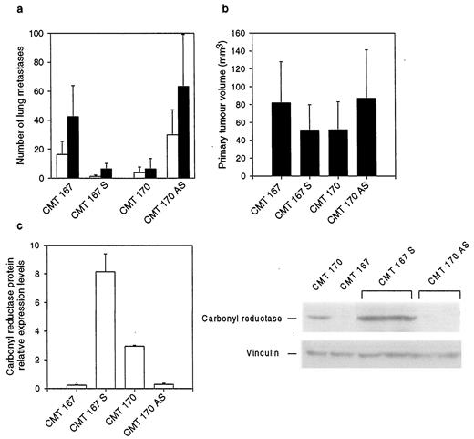 Fig. 3. Carbonyl reductase modulates the metastatic behavior and growth rate of CMT167 and CMT170 cells in vivo. a, transfection of CMT167 with plasmid coding for sense carbonyl reductase mRNA (CMT 167 S) significantly inhibited the metastatic potential of these cells compared with untransfected cells after i.v. (□) or s.c. (▪) injection(P = 0.0001, Mann-Whitney rank-sum test). Conversely, transfection of CMT170 with plasmid coding for antisense carbonyl reductase mRNA (CMT 170 AS) had the opposite effects (P = 0.0001), whereas transfection with vector only had no effect on the cell behavior. The results represent the mean ± SE for three independent experiments, each of which contained 15 mice for i.v. injections and 15 mice for s.c. injections. b, as in a, changes in primary tumor volume after s.c. injection of cells (P = 0.036). c, densitometric quantification of the carbonyl reductase Western blot shown on the right.