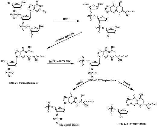 Fig. 1. Formation of 1,N2-propano-dG adducts of HNE in DNA, and reactions for detection and identification. Two pairs of diastereoisomers were formed as a result of the trans configuration between hydroxyl and alkyl chain in the propano ring and the chiral carbon on the side chain. Only one pair of diastereoisomers of HNE-dG adducts is shown. These adducts were released from DNA by enzymatic hydrolysis as the 3′-monophosphates (HNE-dG 3′-monophosphates). After enrichment with a C18 solid-phase extraction cartridge, the fraction containing HNE-dG 3′-monophosphate was 32P-postlabeled to give 3′,5′-bisphosphate adducts(HNE-dG 3′,5′-bisphosphates), which were purified on a polyethyleneimine cellulose plate. Adducts were subsequently purified on two HPLC systems and analyzed by a reversed-phase HPLC-UV system in conjunction with a radioflow detector, using the synthetic adducts as references. Comigration of the radioactive peaks with the UV markers served as an indication of their presence (Fig. 2)<$REFLINK>. For confirmation of identities of the comigrating peaks as HNE-dG adducts,they were subjected to either ring-opening/reduction with NaBH4 or T4 PNK treatment to remove 3′-phosphate. The resulting products from these reactions, N2-[1-(2-hydroxyethyl)-2-hydroxyheptyl] dG 3′5′-bisphosphates (Ring-opened adducts) and HNE-dG 5′-monophosphates, respectively, again comigrate on HPLC with each of the corresponding UV markers (Fig. 3)<$REFLINK>. The structures of the N2-alkyl substituted ring-opened products were characterized by proton NMR and mass spectrometry (see“Materials and Methods”).