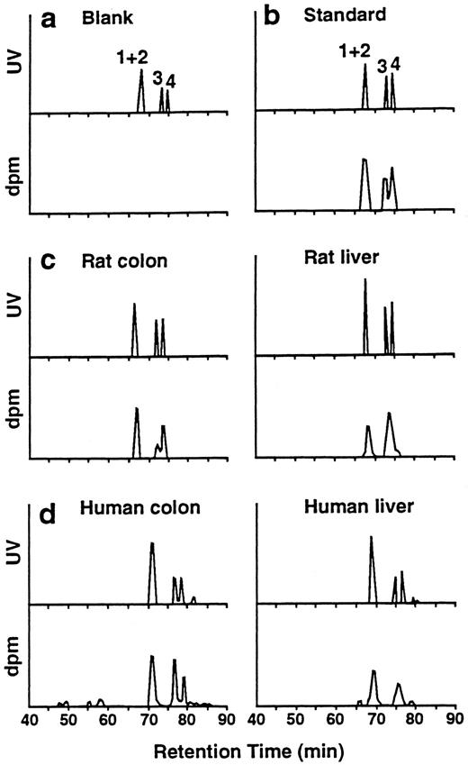 Fig. 2. Detection of HNE-dG adducts as 3′,5′-bisphosphates in rat and human tissues. These adducts were formed as two pairs of diastereoisomers, 1,2 and 3,4; isomers 1 and 2 at the 3′,5-bisphosphate level were not separated under the HPLC conditions used. The identities of the radioactive peaks obtained by 32P-postlabeling were confirmed by their HPLC comigration with the synthetic UV markers: a, a blank sample of poly(dA · dC):poly(dG · dT) was used to ensure that the assay is free of contamination; b, external standards of HNE-dG adducts were used for quality assurance and quantitation; c, rat tissues; and d, human tissues.