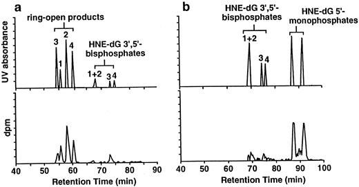 Fig. 3. Confirmation of HNE-dG adducts detected in rat colonic DNA. The radioactive peaks detected in tissue DNA that comigrate with HNE-dG adducts in Fig. 2<$REFLINK> were collected from HPLC together with the UV standards. The concentrated fractions were then treated with NaBH4 at pH 11, which ring-opened the propano ring, and subsequently reduced to N2-[1-(hydroxyethyl)-2-hydroxyheptyl]dG3′,5′-bisphosphates(a), and with T4 PNK to yield the corresponding 5′-monophosphates (b). In both cases, the products comigrated with their UV standards. HNE-dG adduct standards were added to the reaction mixture as references before analysis. Similar results were obtained with rat liver DNA and with human liver and colon DNA.