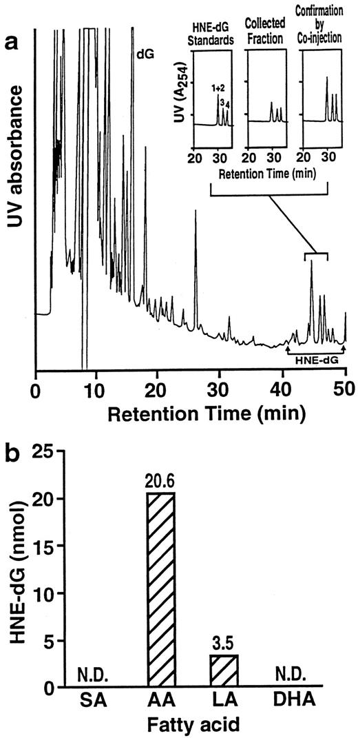 Fig. 4. a, reversed-phase HPLC chromatogram showing the formation of HNE-dG 5′-monophosphates after incubation of dG 5′-monophosphates with LA in the presence of FeSO4 in Tris-HCl buffer (pH 7.1). HNE adducts were eluted between 48 and 55 min under these conditions. These peaks were collected and rechromatographed on a different HPLC system (middle inset). Left inset, standards; right inset, co-injection of fraction collected with the synthetic standards. b, yields of HNE-dG adducts from incubation of dG 5′-monophosphates with different types of fatty acids. SA, stearic acid; AA, arachidonic acid; LA, linoleic acid; DHA, docosahexaenoic acid.