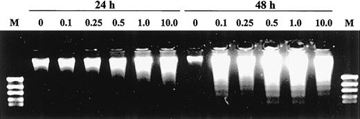 Fig. 2. Analysis of high molecular weight DNA from BV173 cells treated with STI571 for the indicated times.