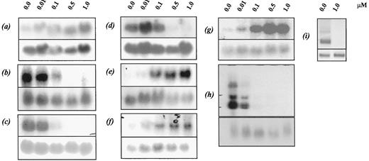 Fig. 3. Northern blot analysis of BV173 cells treated with STI571 for 24 h. The blots were probed with (a) MPP1,(b) CSCP, (c) integrin α6,(d) cyclin D2, (e) BCL-6,(f) DDI, (g) DD221, (h)DDQ, and (i) OSMRβ. The β-actin control hybridization is shown on the bottom panel of each blot.