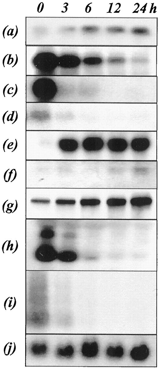 Fig. 5. Northern blot analysis of BV173 cells treated with 1μ m STI571 for the indicated times. The blots were probed with (a) MPP1, (b) CSCP,(c) integrin α6, (d) cyclin D2, (e) BCL-6, (f) DDI,(g) DD221, (h) DDQ, (i)OSMRβ, and (j) β-actin (control).