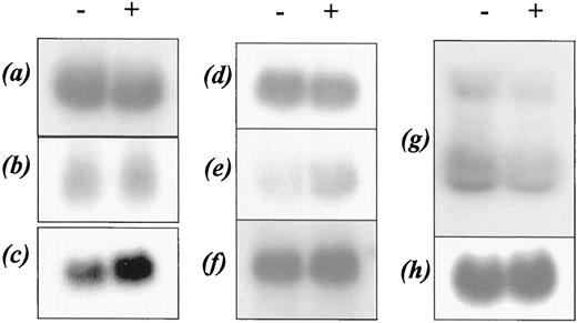 Fig. 7. Northern blot analysis of untreated BV173 cells (−) and cells incubated with 10 μg/ml of a blocking antibody to the PDGFRβfor 24 h. The blots were probed with (a) MPP1,(b) CSCP, (c) integrin α6,(d) cyclin D2, (e) OSMRβ,(f) DD221, (g) DDQ, and(h) β-actin (control). BCL-6 and DDI were also tested,and no signal was detected in treated or untreated cells (data not shown).