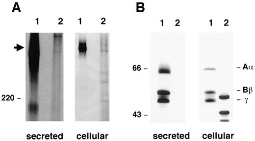 Fig. 1. Metabolically labeled MCF-7 cell-derived FBG. HepG2 and MCF-7 cells were metabolically labeled continuously for 24 h. Nascent FBG was immunoprecipitated using purified anti-FBG pAb coupled to protein A-Sepharose, followed by SDS-PAGE under nonreducing conditions (A) and reducing conditions(B) and fluorography. Lanes 1, HepG2; Lanes 2, MCF-7. Arrow, intact FBG at Mr 340,000.