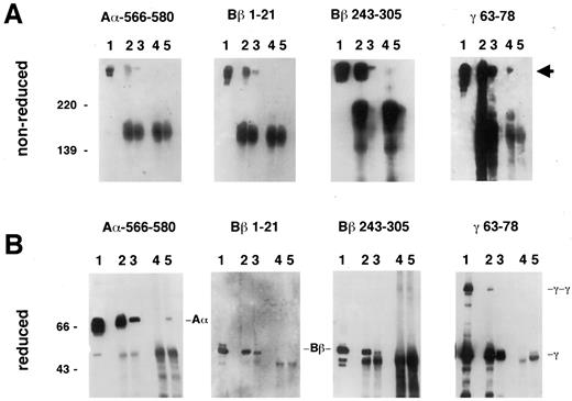 Fig. 2. Western blot analysis of MCF-7 FBG. HepG2 and MCF-7 cells were grown for 7 days with no change in medium. FBG was immunoprecipitated, resolved by SDS-PAGE under nonreducing(A) and reducing (B) conditions, and then analyzed by Western blot with FBG chain-specific mAb. The mAb and chain specificity (denoted above the panels)were from left to right: mAb 134B29(Aα566–580); mAb 18C6 (Bβ1–21); mAb D73H(Bβ243–305); and mAb J88B (γ63–78). The lanes on each gel correspond to: Lanes 1, purified plasma FBG; Lanes 2, HepG2 medium; Lanes 3, HepG2 cell lysate; Lanes 4, MCF-7 medium; and Lanes 5, MCF-7 cell lysate. Arrow, intact FBG at Mr 340,000.