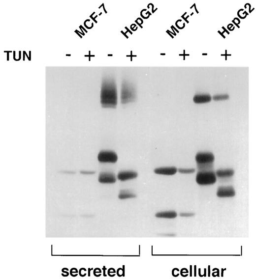 Fig. 3. N-linked glycosylation pattern of MCF-7 FBG. MCF-7 and HepG2 cells were preincubated with TUN, serum starved for 15 min, pulsed with 1 mCi/ml [35S]methionine + [35S]cysteine for 30 min, and chased in cold,complete media with or without 10 μg/ml TUN for 90 min. The resulting media and cell lysates were collected and immunoprecipitated with anti-FBG pAb and then subjected to SDS-PAGE and fluorography.