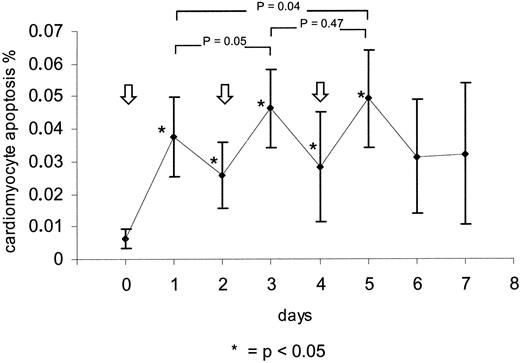 Fig. 3. Three consecutive injections of 2.5 mg/kg DOX administered 1 day apart. Note that the increase of apoptosis is cumulative but not additive. Arrows indicate injections.