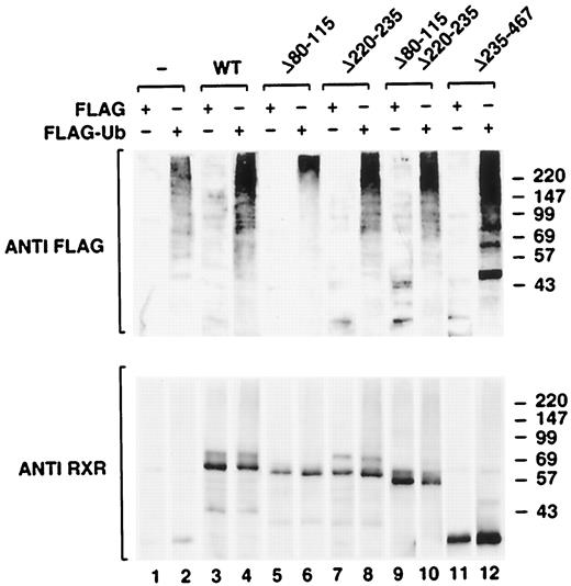 Fig. 7. RXRα PEST motifs are not required for ubiquitination. Wild-type (WT) and mutant His-tagged RXRα expression vectors lacking the A/B domain PEST motif (Δ80–115), the D domain PEST motif (Δ220–235), both PEST motifs RXRα(Δ80–115/Δ220–235), or N-terminal sequences (Δ235–467) were cotransfected with Flag or Flag-ubiquitin (Flag-Ub)expression vectors into HeLa cells. His-tagged RXRα proteins were purified from lysates of transfected cells by nickel chelate chromatography. Purified RXRα proteins were analyzed for ubiquitination by Western blot with anti-Flag antibody(upper) and for protein levels by Western blot with anti-RXRα antibody (lower). Upper panel, ubiquitinated RXRα proteins appear as multiple higher molecular weight bands. Results are representative of three experiments.