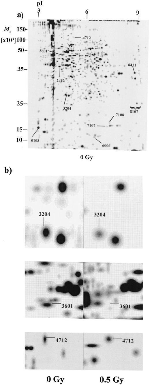 Fig. 1. a, two-dimensional PAGE gel image of 35S-proteins from unirradiated L132 cells, generated using PDQuest analysis software. Total 35S-proteins from unirradiated L132 cells were separated in the first dimension by IEF in the range pI 3–10, then by 12% SDS PAGE on 20 × 22-cm gels. Labeled proteins were visualized by phosphorimaging. This image was used as the master image, to which all of the other gels in the experiment were compared (five gels of proteins from independently 0.5 Gy-exposed cells; five from parallel mock-exposed cells). Pointers, eight proteins that were significantly regulated 4 h after exposure to 0.5 Gy of ionizing radiation and two control, unregulated proteins, 7107 and 7108 (Mann-Whitney test, 95% confidence limits). Bracket, the region in which the regulated protein 8107 appeared as a smear on the original gels. b,high-magnification detail of gel regions containing down-regulated proteins 3204 and 3601 (top two panels) and up-regulated protein 4712 (bottom panel) from 0-Gy- and 0.5-Gy-exposed cells.