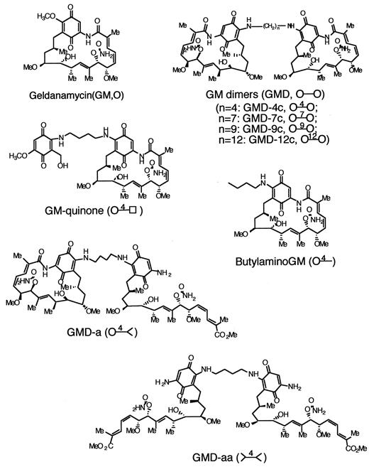 Fig. 1. Chemical structures of GM and its analogues, constructed according to “Materials and Methods.” ○, GM moiety; –, carbon linker; □, quinone; < or >, GM moiety with an opened ansa-ring.