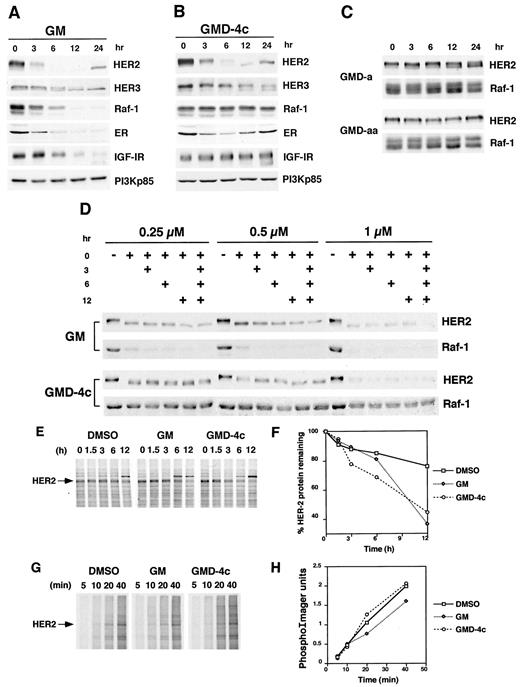 Fig. 2. The effects of GM and its analogues on the expression of the cellular proteins of MCF-7 cells. To investigate the effects of GM and its analogues on the steady-state levels of proteins, cells were treated with various drugs (each 1 μm) for different periods of time (A, B, and C), or cells were treated with either GM or GMD-4c,which was added multiple times according to the schedule shown on the top (D). + and hr, the time when the drug was added. Cells were treated for a total of 24 h. Total cell lysates were then extracted, subjected to SDS-PAGE,transferred to nitrocellulose membrane, and analyzed by immunoblotting using specific antibodies against each protein. To investigate the effect of GMD-4c on HER2 protein degradation, cells were pulse-labeled with[35S]protein-labeling mix (NEN; 100 μCi/ml, 1175 Ci/mmol) in methionine/cysteine-free medium mixed with regular medium/5% FBS (9:1) for 14 h and chased with unlabeled methionine/cysteine (150 μg/ml) in the presence of either GM (1μ m), GMD-4c (1 μm), or the carrier (DMSO,0.1%) for a period of 12 h. Cell lysates from different time points were immunoprecipitated for HER2 protein, subjected to SDS-PAGE,followed by autoradiography (E), and quantitated by the Bio-Rad gel doc (F). To investigate the effect of GMD-4c on HER2 protein synthesis, cells were pulse-labeled with[35S]protein labeling mix (NEN; 100 μCi/ml, 1175 Ci/mmol) in methionine/cysteine-free media for an increasing amount of time in the presence of either GM (1 μm), GMD-4c (1μ m), or the carrier (DMSO, 0.1%). Cell lysates from different time points were immunoprecipitated for HER2 protein,subjected to SDS-PAGE, followed by autoradiography (G),and quantitated by the Bio-Rad gel doc (H).\. A and Fig. 4<$REFLINK>, and HER1 and HER4 data not shown). GMD-4c reduces HER2 expression with the same kinetics both on immunoblot and by immunohistochemical analysis (Fig. 2B)<$REFLINK>. GMD-4c also decreases HER3 expression (Fig. 2B)<$REFLINK> and HER1 and HER4 expression (data not shown). GMD-4c is not selective for individual members of the HER-kinase family. However, under these conditions (1μ m, 24-h treatment), GMD-4c does not affect Raf-1 or IGF-IR expression. ER levels declined transiently but returned to baseline by 24 h (Fig. 2B)<$REFLINK>. Both GM and GMD-4c do not affect PI3-kinase (PI3Kp85) expression. A faster migrating HER2-immunoreactive band appeared after 12 h of treatment with either drug, but more prominently with GMD-4c (Fig. 2, A and B)<$REFLINK>. This form accumulates in intracellular vesicles and corresponds to immature HER2. Glycosylation studies revealed that this HER2 form is partially glycosylated and sensitive to endoglycosidase H(data not shown; Ref. 18).     . / Additional GM derivatives were synthesized to explore the mechanism of selectivity (Fig. 1)<$REFLINK>. ButylaminoGM, a molecule in which the four-carbon linker is attached to only one geldanamycin residue, and a four carbon-linked heterodimer of GM and a quinone (GM-quinone) are modestly weaker than GM against both HER2 and Raf-1; they are not selective(Table 1)<$REFLINK>. GMD-aa, a GMD-4c derivative in which the ansa-ring of each of the GM moieties is opened, is inactive (Fig. 2C)<$REFLINK>. GMD-a,a dimer in which the ring of only one of the GM moieties is open has much reduced activity against both targets (Table 1<$REFLINK>;IC50, HER2 500 nm, and IC50, Raf-1 3500 nm; Fig. 2C<$REFLINK>). These data suggest that the selectivity of GMD-4c depends on both GM moieties. This apparent selectivity could be a property of a weaker or more rapidly metabolized drug that might seem to have selective activity against the most sensitive target (HER2). To address this question, GM and GMD-4c were added to cells at different concentrations and frequencies (Fig. 2D)<$REFLINK>. Even when GMD-4c was added at high concentrations four times in 12 h, it retained selectivity.     . / To investigate the mechanism by which GMD-4c down-regulates HER-family protein expression, we tested the effects of GM or GMD-4c on HER2 protein degradation and synthesis by pulse-chase and pulse-labeling experiments. Both GMD-4c and GM accelerated the degradation of HER2 protein (Fig. 2, E and F)<$REFLINK> and did not affect its rate of synthesis (Fig. 2, G and H)<$REFLINK>. These results indicate that GMD-4c, like GM (9), affects HER2 expression by inducing protein degradation.     . / GMD-4c was a potent inhibitor of growth of breast cancer cells containing HER-kinases (Table 1)<$REFLINK>, with an IC50 of 100 nm against MCF-7 cells compared with an IC50 of 25 nm for GM and 650 nm for GMD-a. SKBR-3, a cell line in which the HER2 gene is amplified and the protein is highly overexpressed, is especially sensitive to both GMD-4c and GM (Table 1<$REFLINK>;IC50, 20 nm and 3 nm, respectively). Most epithelial cancer cell lines express one or more members of the HER-kinase family. To assess whether the effects of GMD-4c on cells were specific, we used the 32D hematopoietic cell line (19). None of the members of the HER-kinase family are expressed in this murine interleukin-3-dependent myeloid progenitor cell line. GM is a potent inhibitor of 32D(IC50, 3 nm), but GMD-4c does not appreciably affect its growth at concentrations up to 1μ m (Fig. 3)<$REFLINK>.