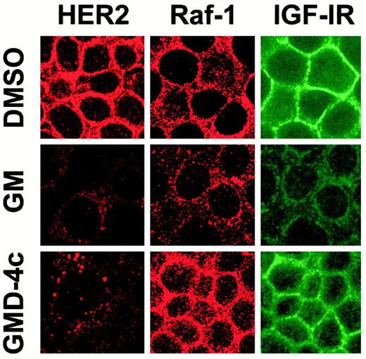 Fig. 4. Immunohistochemical analysis of the effects of GM and GMD-4c on the expression of HER2, Raf-1, and IGF-IR in MCF-7 cells. Cells were treated with either GM (1 μm), GMD-4c (1μ m), or the control vehicle DMSO (0.1%) for 24 h. Cells were then fixed and immunostained for HER2, Raf-1, and IGF-IR,according to “Materials and Methods.”