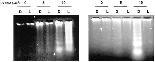 Fig. 3. Photorepair of apoptosis in HeLa-PHR2 cells. DNA analysis was performed in HeLa parental (left) and HeLa-PHR2 cells (right) after UV irradiation with the indicated doses. Cells were maintained in the dark (D)or under light exposure (L) and harvested for DNA extraction 48 h after UV irradiation.