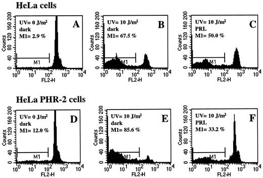 Fig. 5. Apoptotic subdiploid nuclei in UV-irradiated cells. HeLa(A–C) or HeLa-PHR2 cells (D–F) were UV-irradiated, and their nuclei were isolated and stained with PI for analysis by flow cytometry. The subdiploid region (M1)is indicated in the figure. Experimental conditions are specified in the figure.